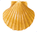 coquille