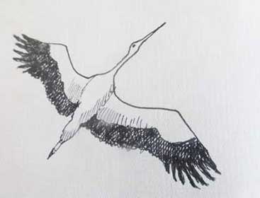 cigogne